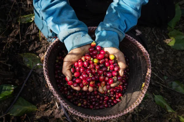Hand Farmer Collecting Coffee Cherries North Thailand — Fotografia de Stock