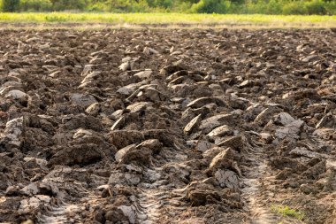 Saban izleri ekime hazırlanmak için toprağın üstünü açıyor..