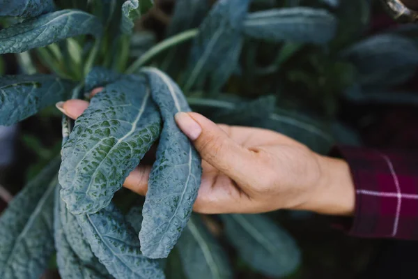 Travailleur Agricole Inspectant Les Feuilles Chou Frisé Biologique — Photo