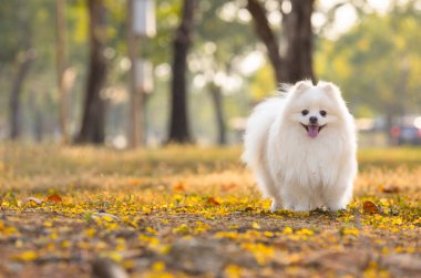 Beyaz bir Japon Spitz köpeği sarı çiçeklerin arasında dikilip kameraya bakıyor.
