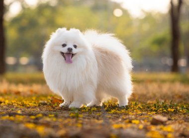 Beyaz bir Japon Spitz köpeği sarı çiçeklerin arasında duruyor. 