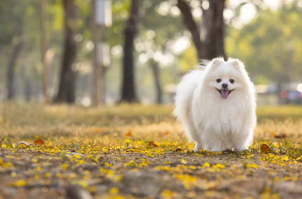 Ένα Λευκό Γιαπωνέζικο Spitz Σκυλί Στέκεται Ανάμεσα Κίτρινα Λουλούδια Και — Φωτογραφία Αρχείου