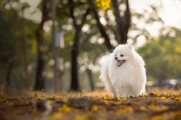 Vit Japansk Spitz Hund Som Står Bland Gula Blommor — Stockfoto