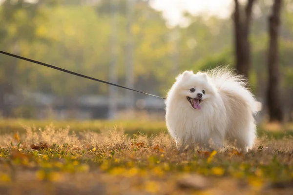 White Japanese Spitz Dog Standing Yellow Flowers — ストック写真