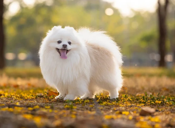 Vit Japansk Spitz Hund Som Står Bland Gula Blommor — Stockfoto