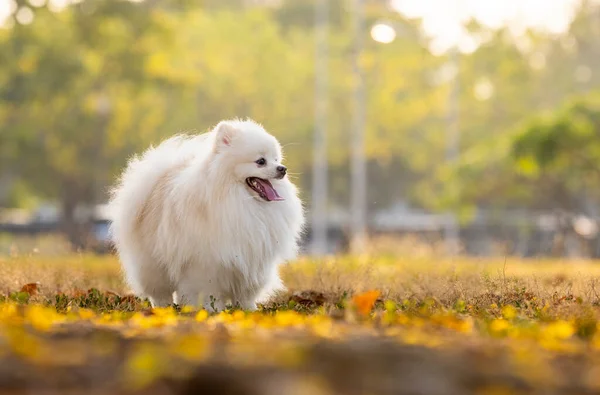 Biały Japoński Pies Spitz Stojący Wśród Żółtych Kwiatów — Zdjęcie stockowe