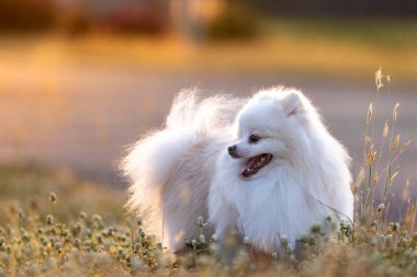 Beyaz Japon Spitz köpeği.