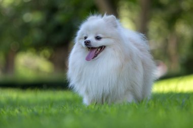 Beyaz Japon Spitz köpeği.