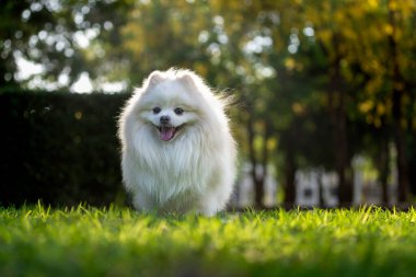 Beyaz Japon Spitz köpeği.
