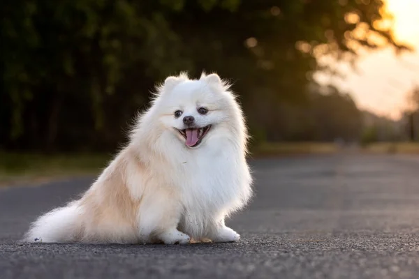 Ένας Λευκός Γιαπωνέζικος Σκύλος Σπιτζ — Φωτογραφία Αρχείου
