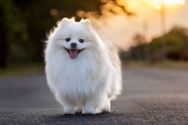 Egy Fehér Japán Spitz Kutya — Stock Fotó