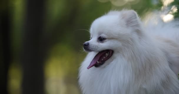 Белая Японская Собака — стоковое видео