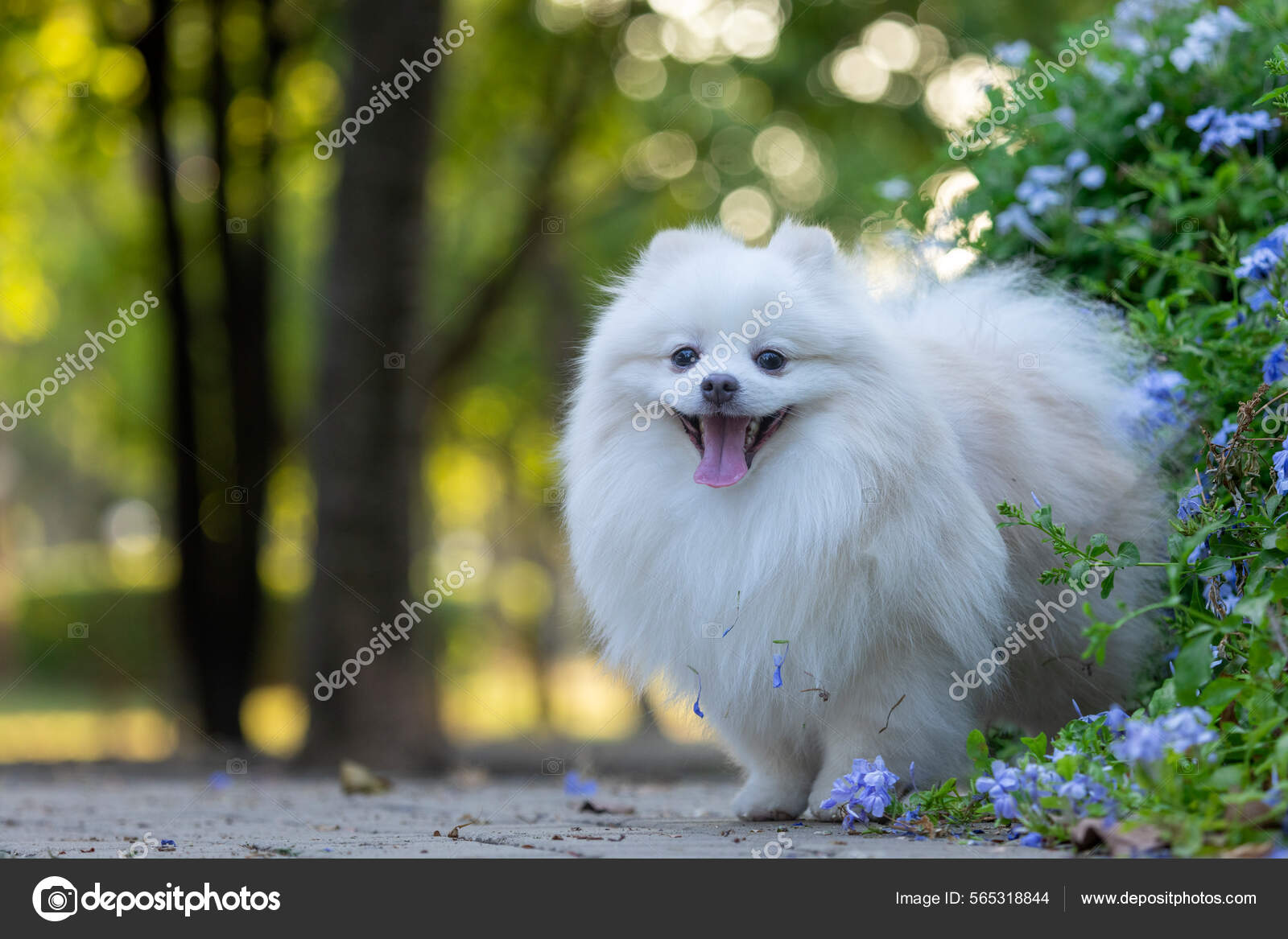 Finnish Spitz Siberian Husky Cross Breed Japanese Spitz Japanese
