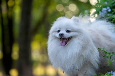 Isıyı içeriden soğutmak ve parkta mor çiçeklerin arasında oturmak için dilini dışarı çıkaran beyaz bir Japon Spitz köpeği..