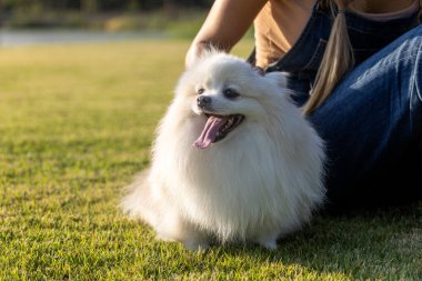 Beyaz bir Japon Spitz köpeği çimlerin üzerinde sahibinin yanında oturuyor.