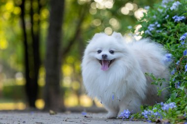 Isıyı düşürmek için dilini dışarı çıkaran beyaz bir Japon köpeğinin portresi..