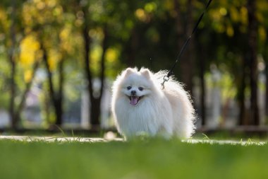Isıyı içeriden soğutmak ve tasmayla çimlerin üzerinde durmak için dilini dışarı çıkaran beyaz bir Japon Spitz köpeği.
