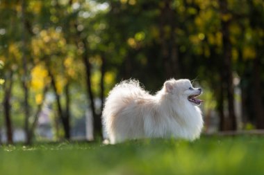 Beyaz bir Japon Spitz köpeği çimlerin arasında duruyor.