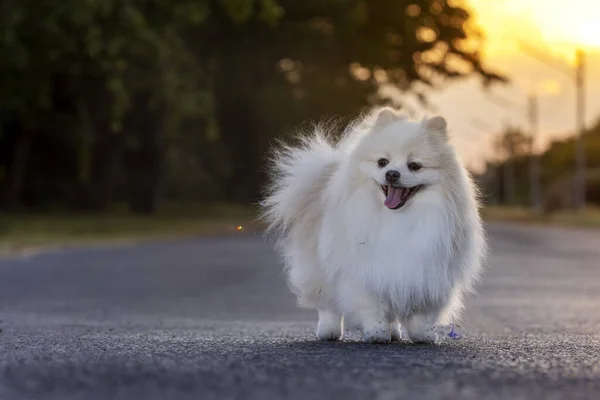 Vit Japansk Spitz Hund Promenader Vägen Med Solnedgång Bakgrund — Stockfoto