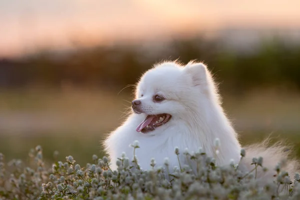 White Japanese Spitz Dog Sticking Out Tongue Cool Heat Sitting — ストック写真