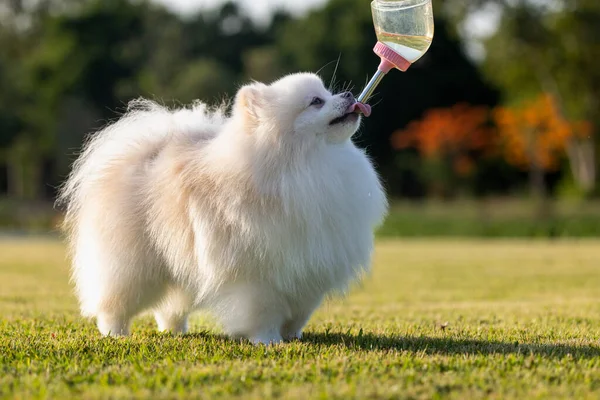 Ein Weißer Japanischer Spitz Hund Trinkt Aus Einer Flasche Die — Stockfoto