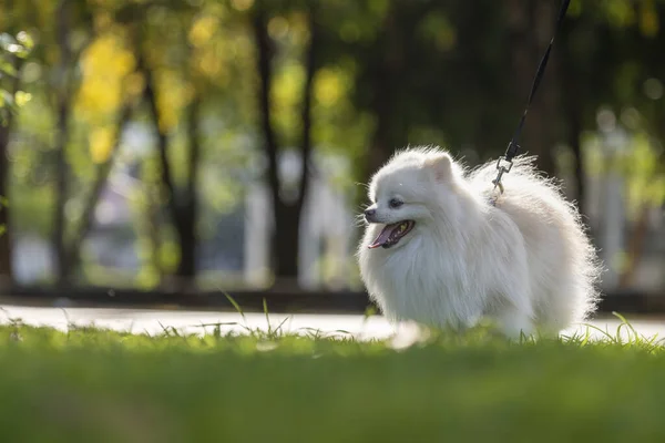 White Japanese Spitz Dog Sticking Out Tongue Cool Heat Stand — ストック写真