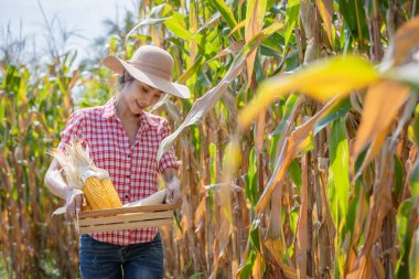 Genç kadın çiftçi tarlada mısır koçanı örneği alıyor. Tarlada hasat yapmadan önce..