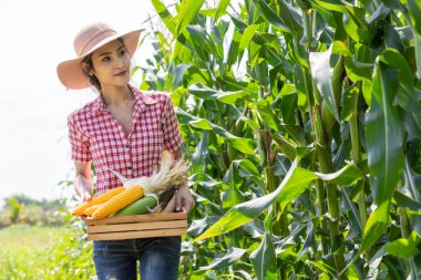 Genç kadın çiftçi tarlada mısır koçanı örneği alıyor. Tarlada hasat yapmadan önce..