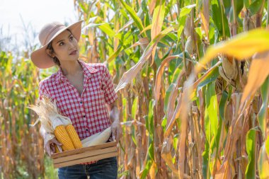 Genç kadın çiftçi tarlada mısır koçanı örneği alıyor. Tarlada hasat yapmadan önce..