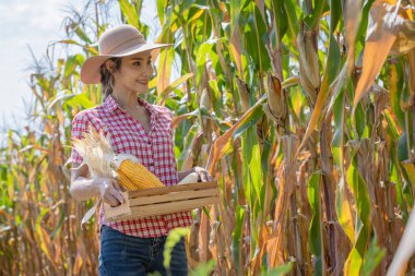 Genç kadın çiftçi tarlada mısır koçanı örneği alıyor. Tarlada hasat yapmadan önce..