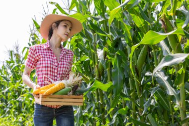 Genç kadın çiftçi tarlada mısır koçanı örneği alıyor. Tarlada hasat yapmadan önce..