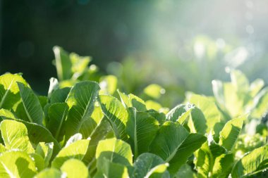 yeşil marul salatası sebze organik çiftlik yumuşak ışık ile. Tarım organik konsept.