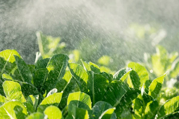 Watering Spraying System Vegetable Plot Greenhouse Green Lettuce Salad Vegetable — Stock Photo, Image