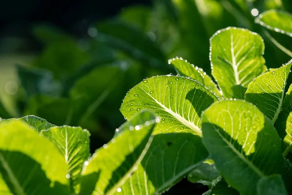 Zöldsaláta Saláta Zöldség Biogazdaság Lágy Fény Mezőgazdaság Ökológiai Koncepció — Stock Fotó