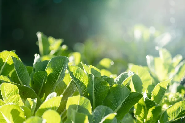 Green Lettuce Salad Vegetable Organic Farm Soft Light Agriculture Organic — Stock Photo, Image