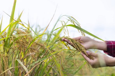 Genç bir kadın, deneysel alanda türlerin gelişiminin ürünlerini gösteriyor. Pirincin mükemmel kulakları.