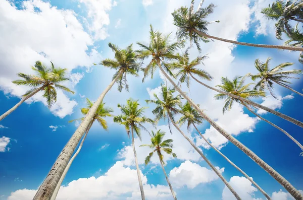 Coconut trees at beach side — Stock Photo, Image