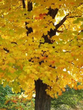 beatiful Akça ağaç Kanada