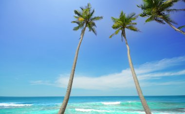 yan sri lanka Hindistan cevizi ağaçları ile plaj