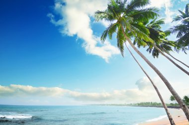 yan sri lanka Hindistan cevizi ağaçları ile plaj