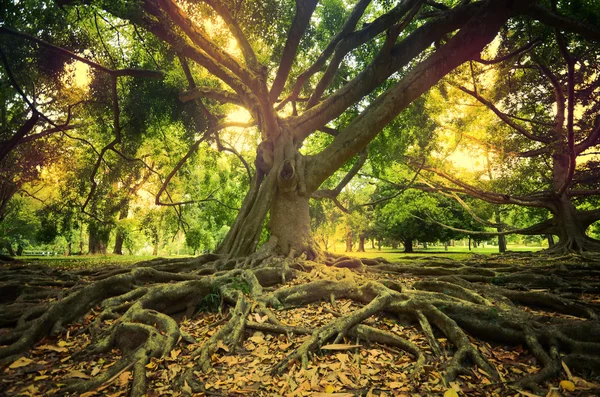 Stort träd på peradeniya botaniska trädgården sri lanka — Stockfoto