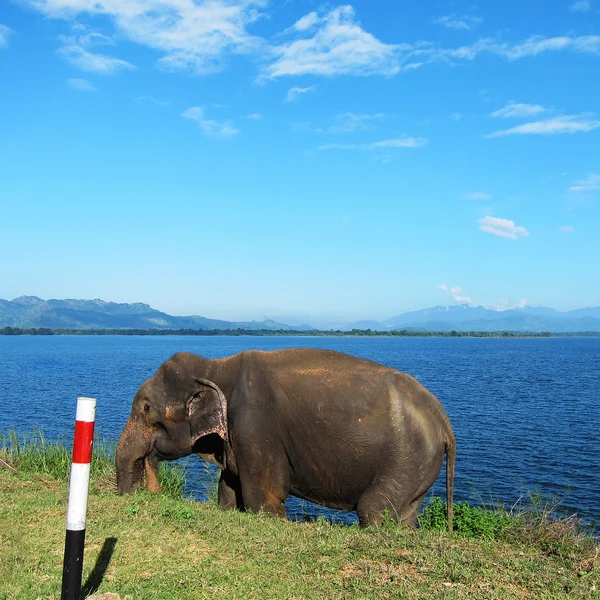 Elefante perdido — Fotografia de Stock