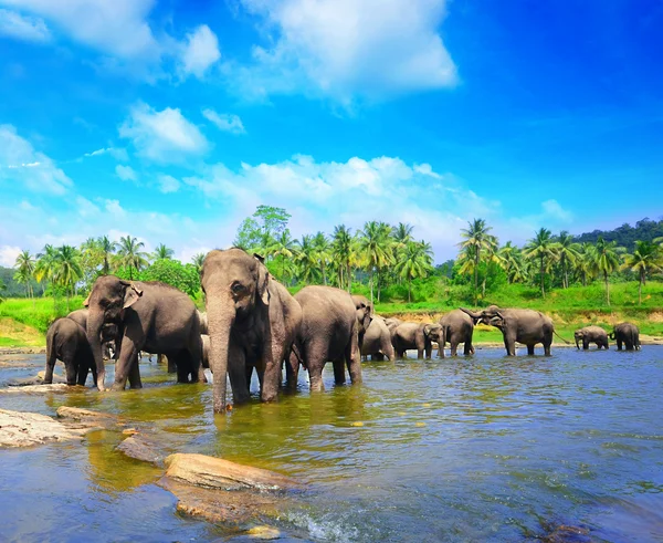 Elefant grupp i floden — Stockfoto