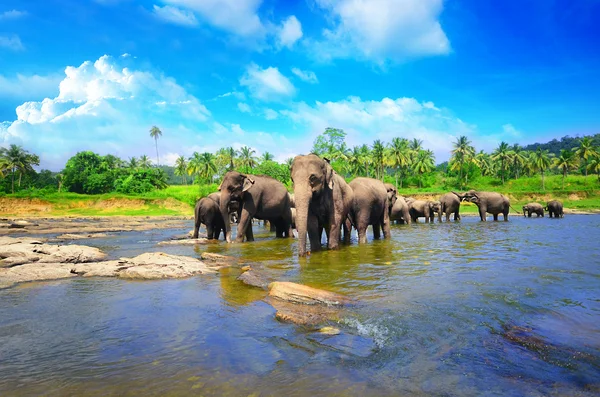 Elefant grupp i floden Stockbild