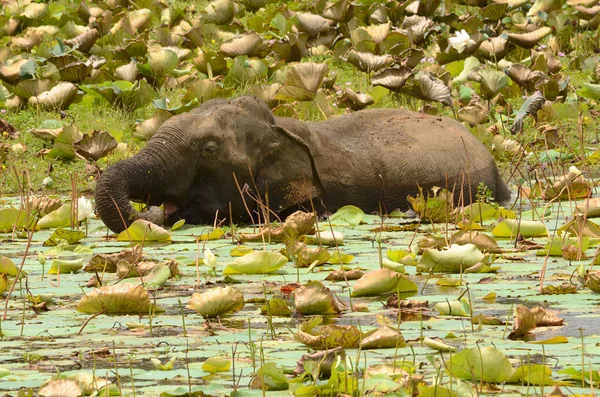 Elefánt a Srí Lanka-i — Stock Fotó