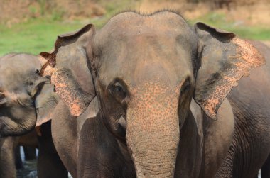 fil-sri Lanka