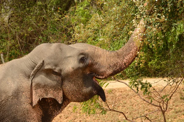 Elephant in Sri lanka — Stock Photo, Image