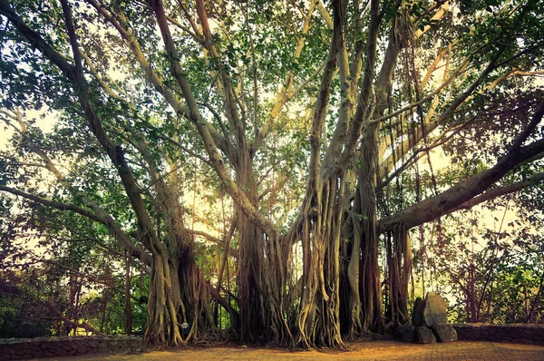 巨大なジャングルの木 — ストック写真