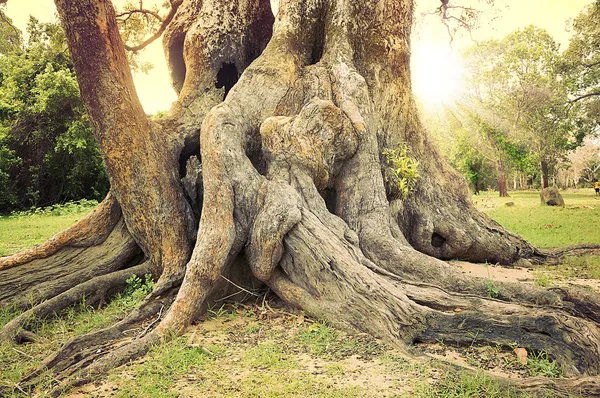 Huge tree roots — Stock Photo, Image