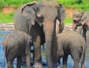Elephant group in the river clipart